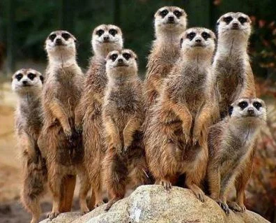 Meerkats by Julian Lim on flickr.