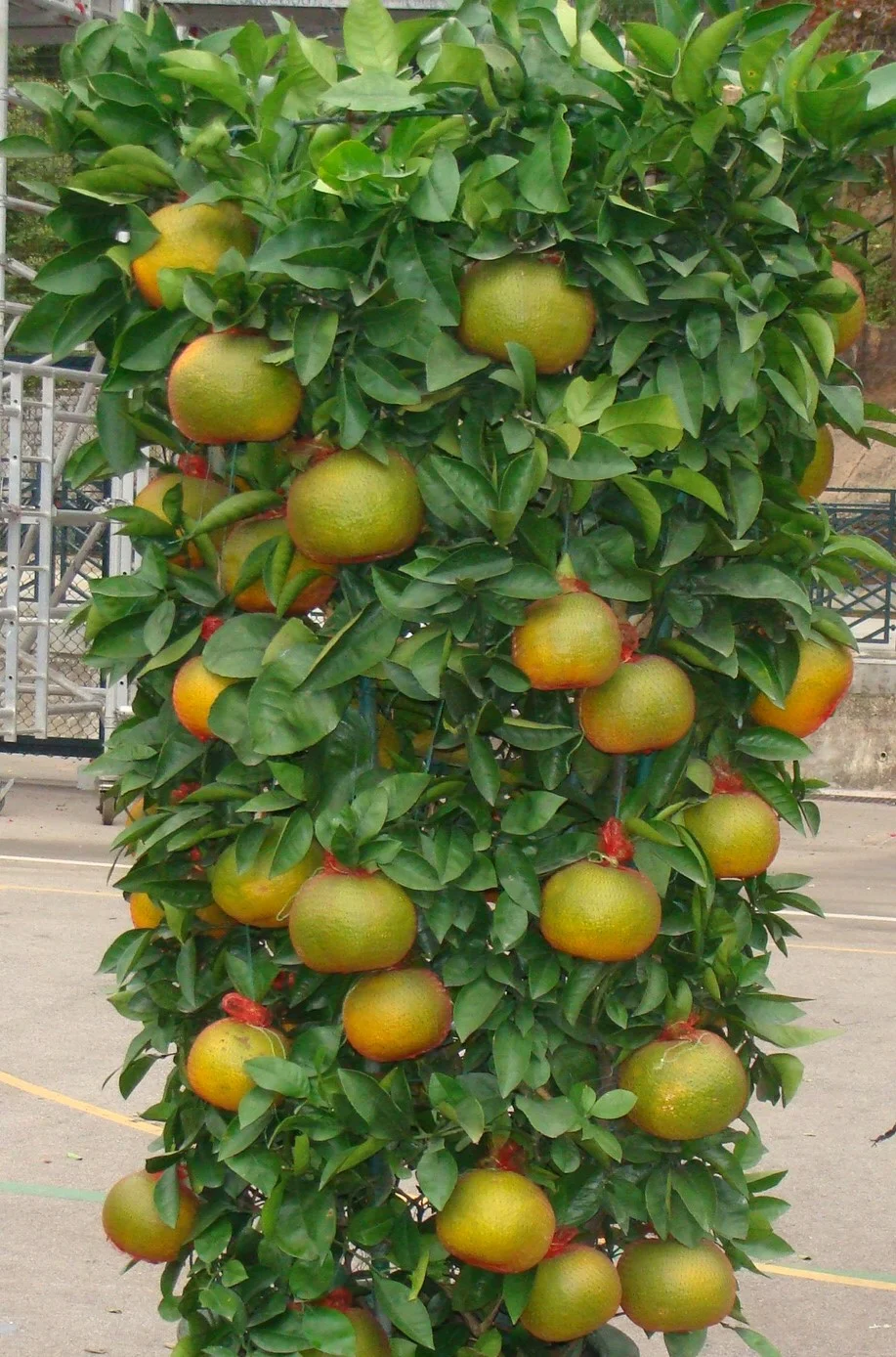 Mandarin plant via Cheung Fun on flickr.