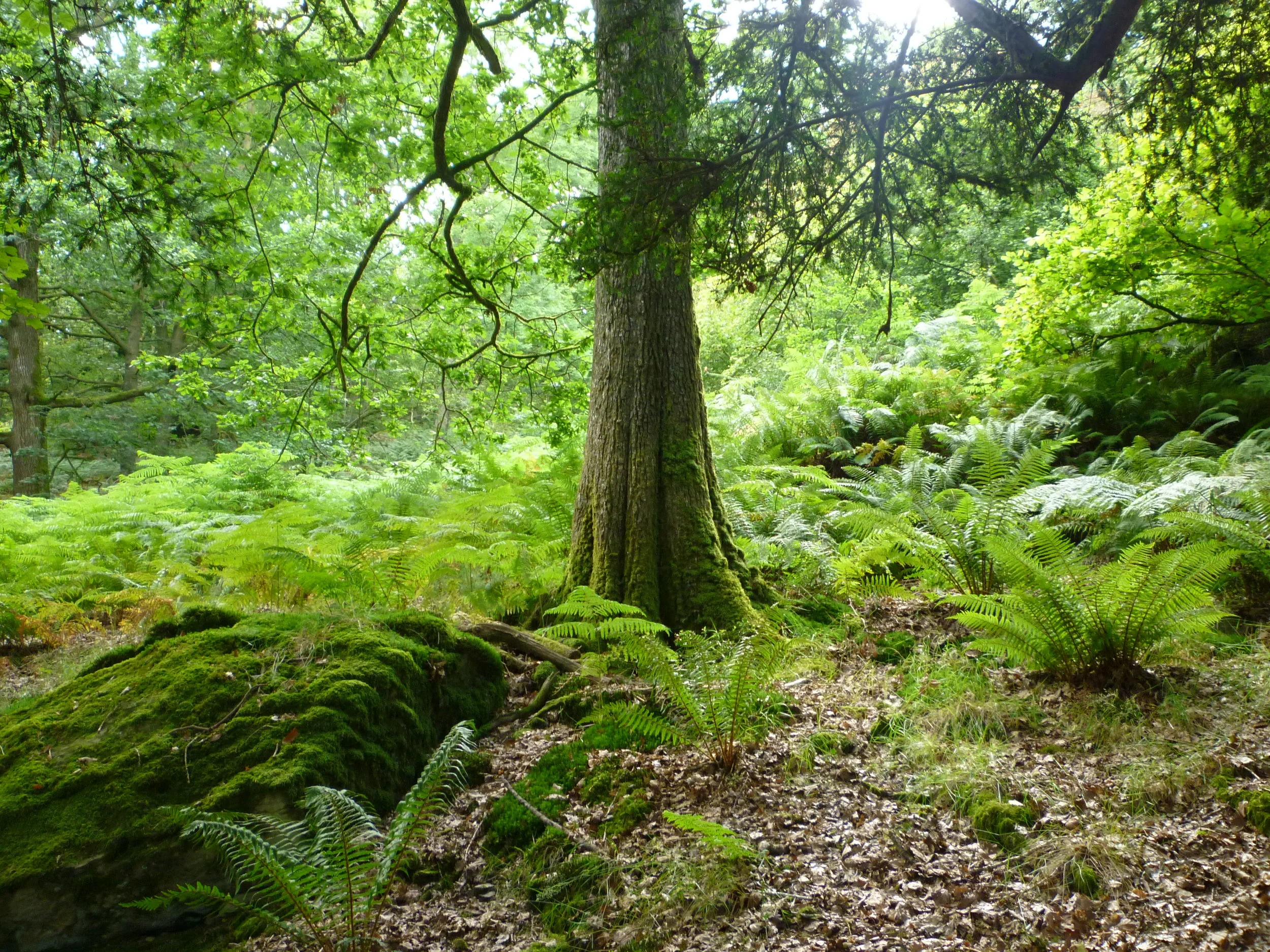 Guiding a group through the adventure forest 