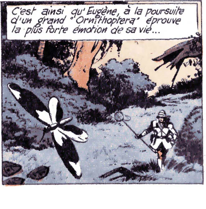 Thus Eugène, in pursuit of a large Ornithopera came to feel the strongest emotion of his life ...