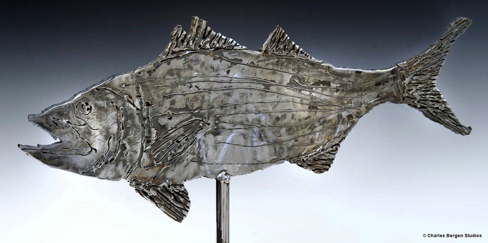 Atlantic+Striped+Bass.jpeg