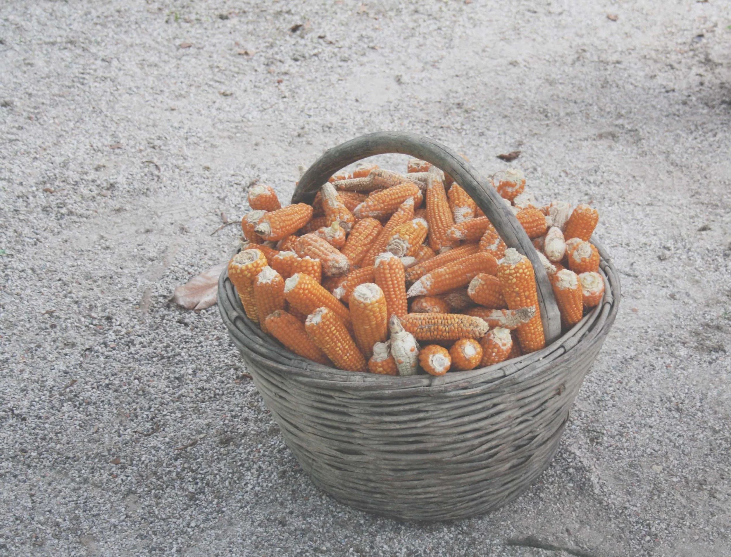 vsco_cam20.jpg