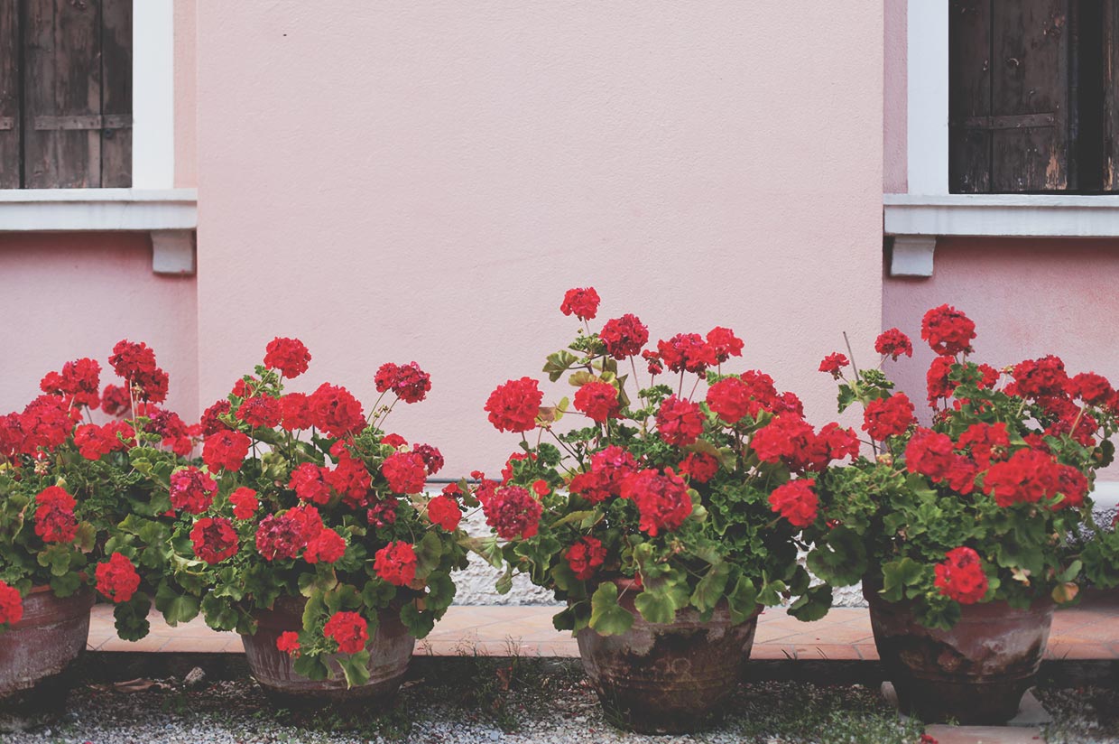 Fiori rossi