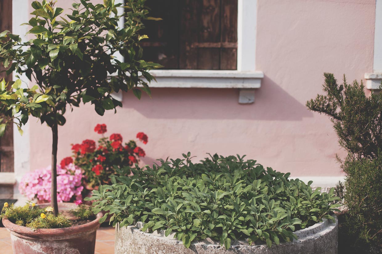 Erbe aromatiche