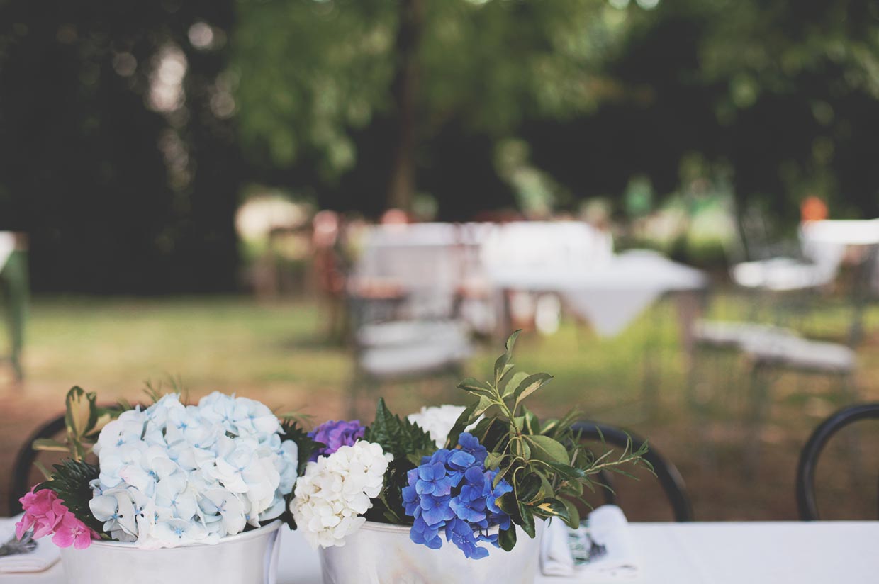 Ortensie blu e azzurre