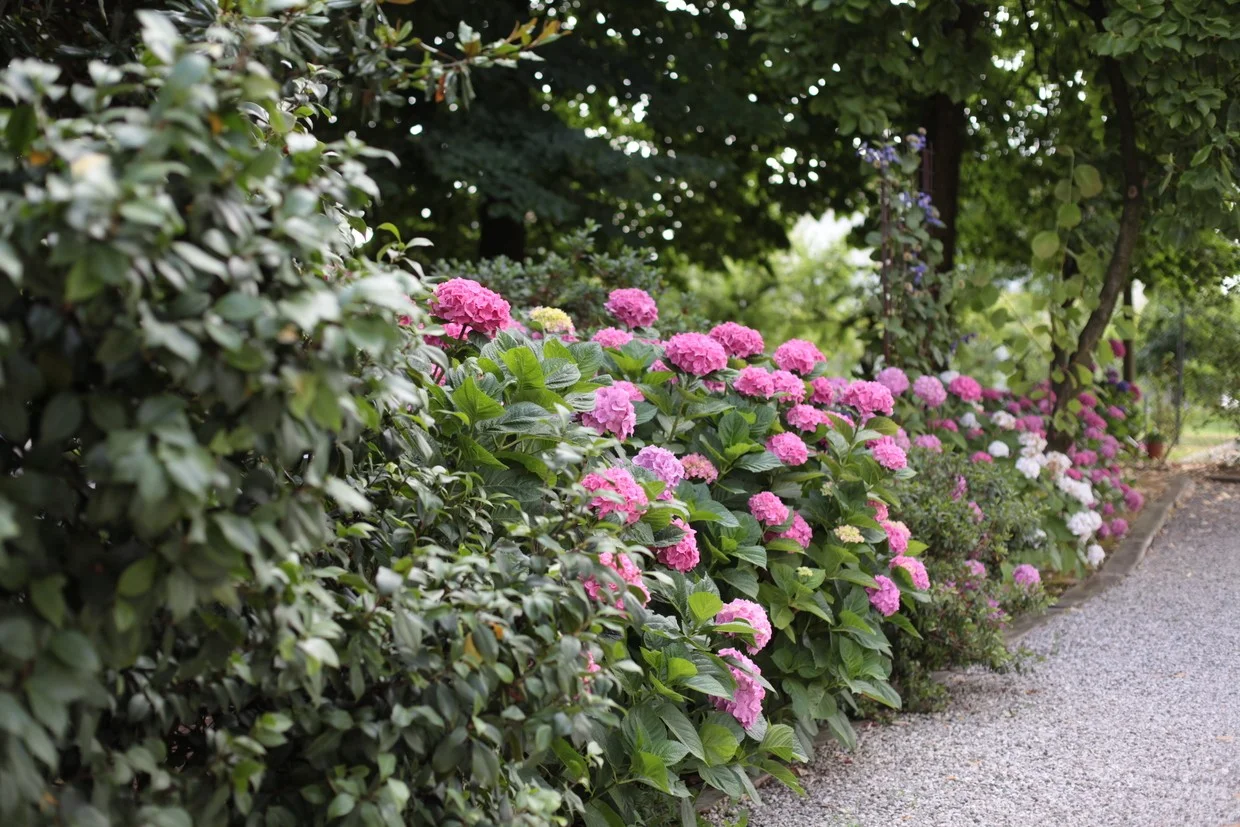 cadememi_giardino07red.jpg