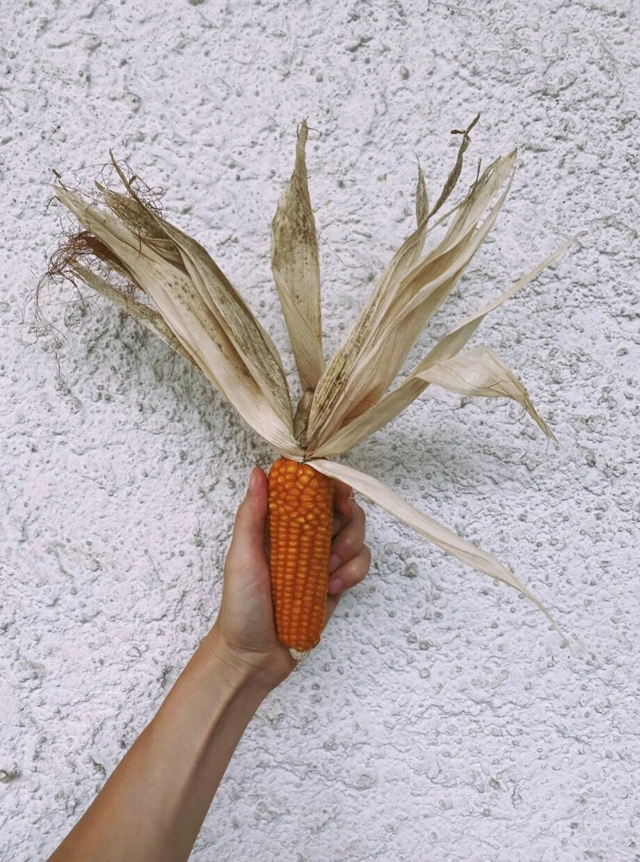 maiscinquantinopannocchia.JPG (Copy)