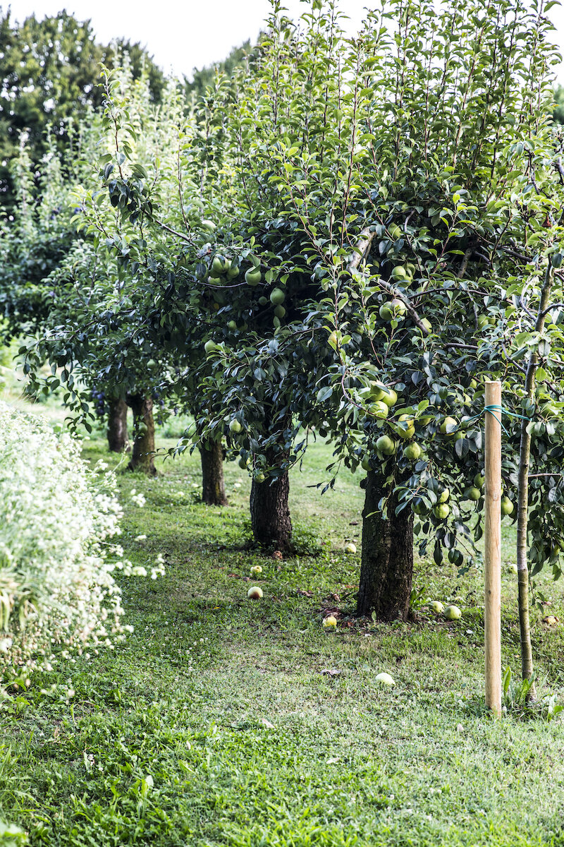 Il giardino con gli alberi da frutto