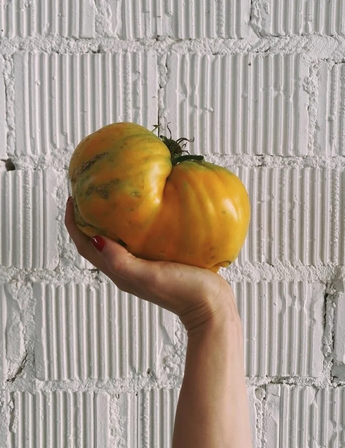pomodoro mistico giallo 1.jpg