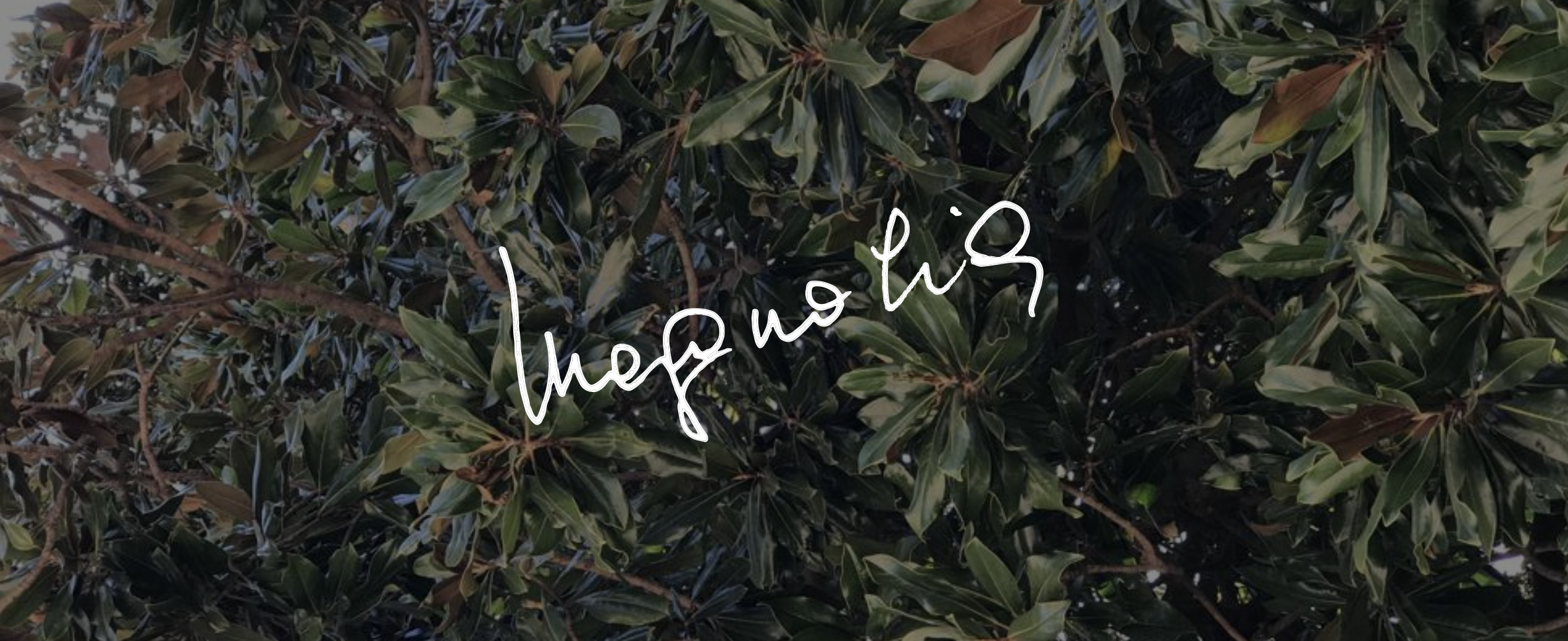 Arriva Magnolia, la nostra newsletter 