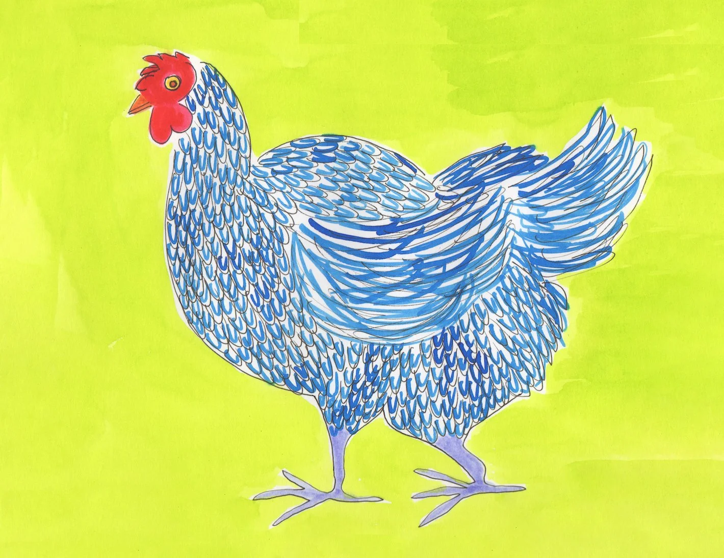 Gallina_blu_cadememi.jpg