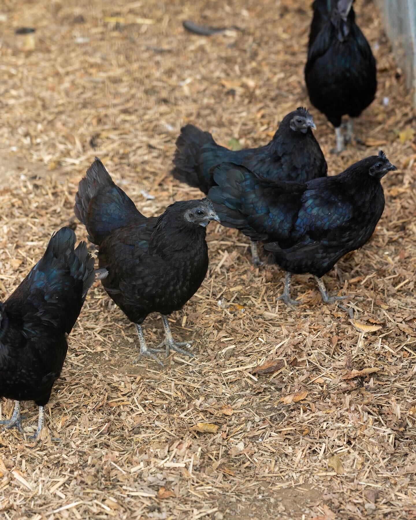 Ayam Cemani &egrave; una razza rara di galline ornamentali. Sono tutte, ma proprio tutte, nere. Zampe e pelle comprese. Le uova invece sono pi&ugrave; ellittiche che ovoidali, bianco burro, ma buonissime. A Ca&rsquo; de Memi ne abbiamo alcuni esempla