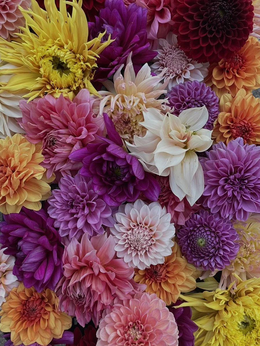 Blums post instagram.004.jpeg