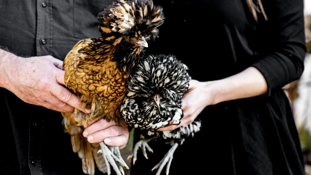 Galline Merendine • Treviso Ostiglia FEST 2024 