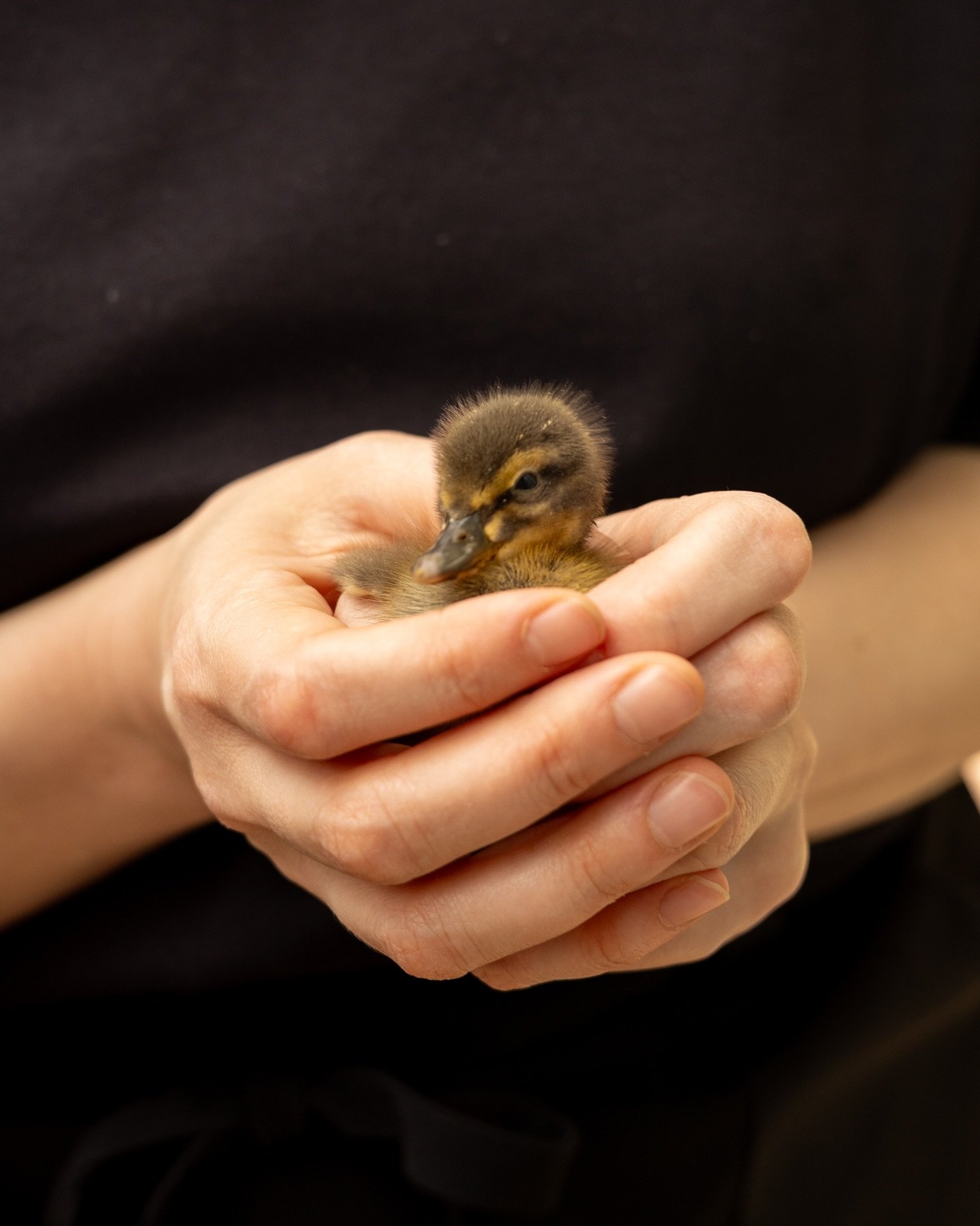 Nuovi amici, nuove primavere. 

Durante il weekend con @havayoga_ ci siamo dedicate a coccolare un po&rsquo; anche la natura. 

Grazie @camillaglorioso per questi bellissimi scatti. 🦆 

Piccoli anatroccoli 🐣 crescono. 

#cadememi #retreat #nature #