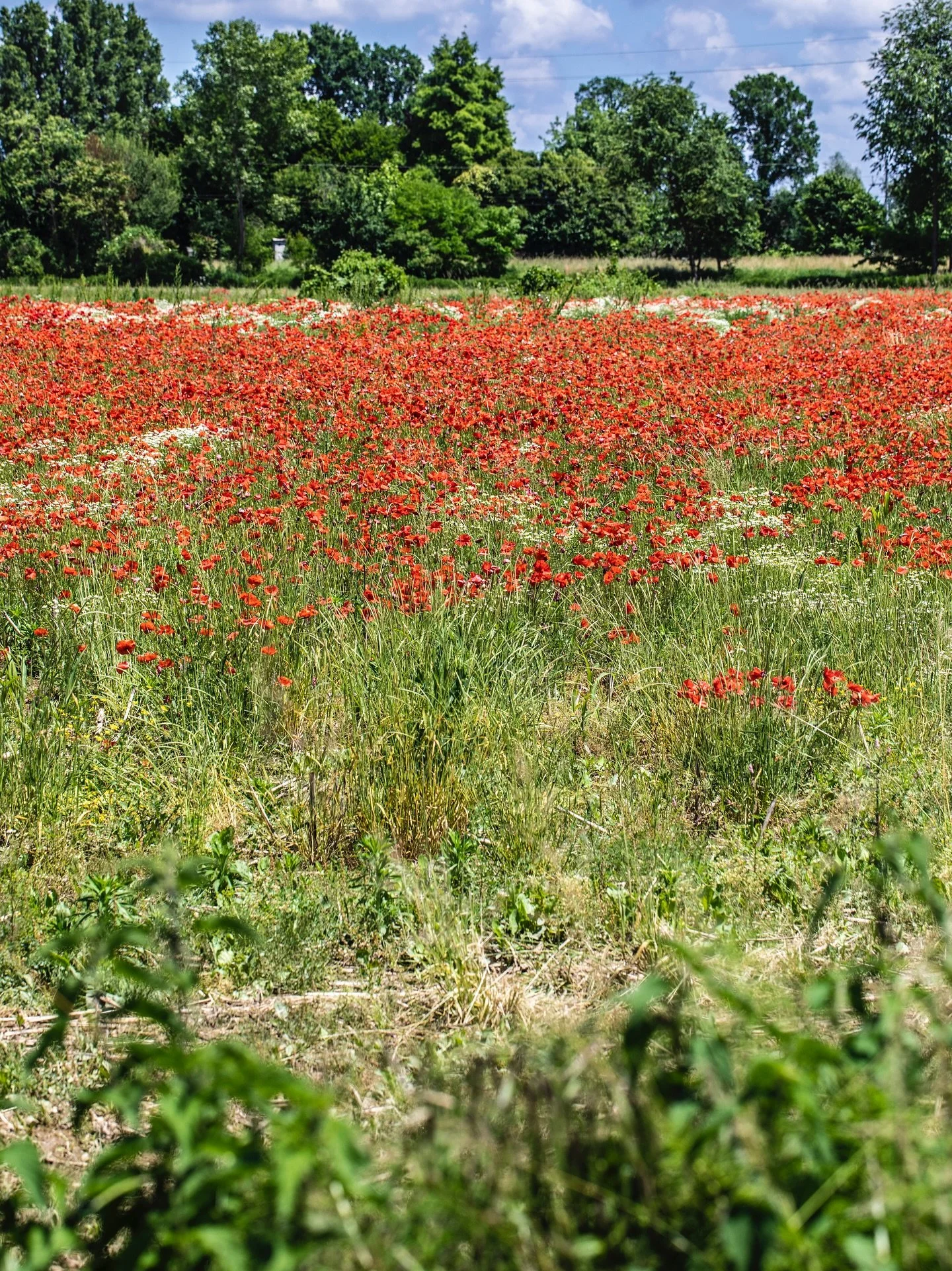 Cosa succede quando una vecchia ferrovia militare, abbandonata e dimenticata per decenni, incontra la determinazione di una comunit&agrave;? Succede che rinasce. E diventa un corridoio verde lungo 85 km: la @ciclabile_treviso_ostiglia 
Ne ha parlato 
