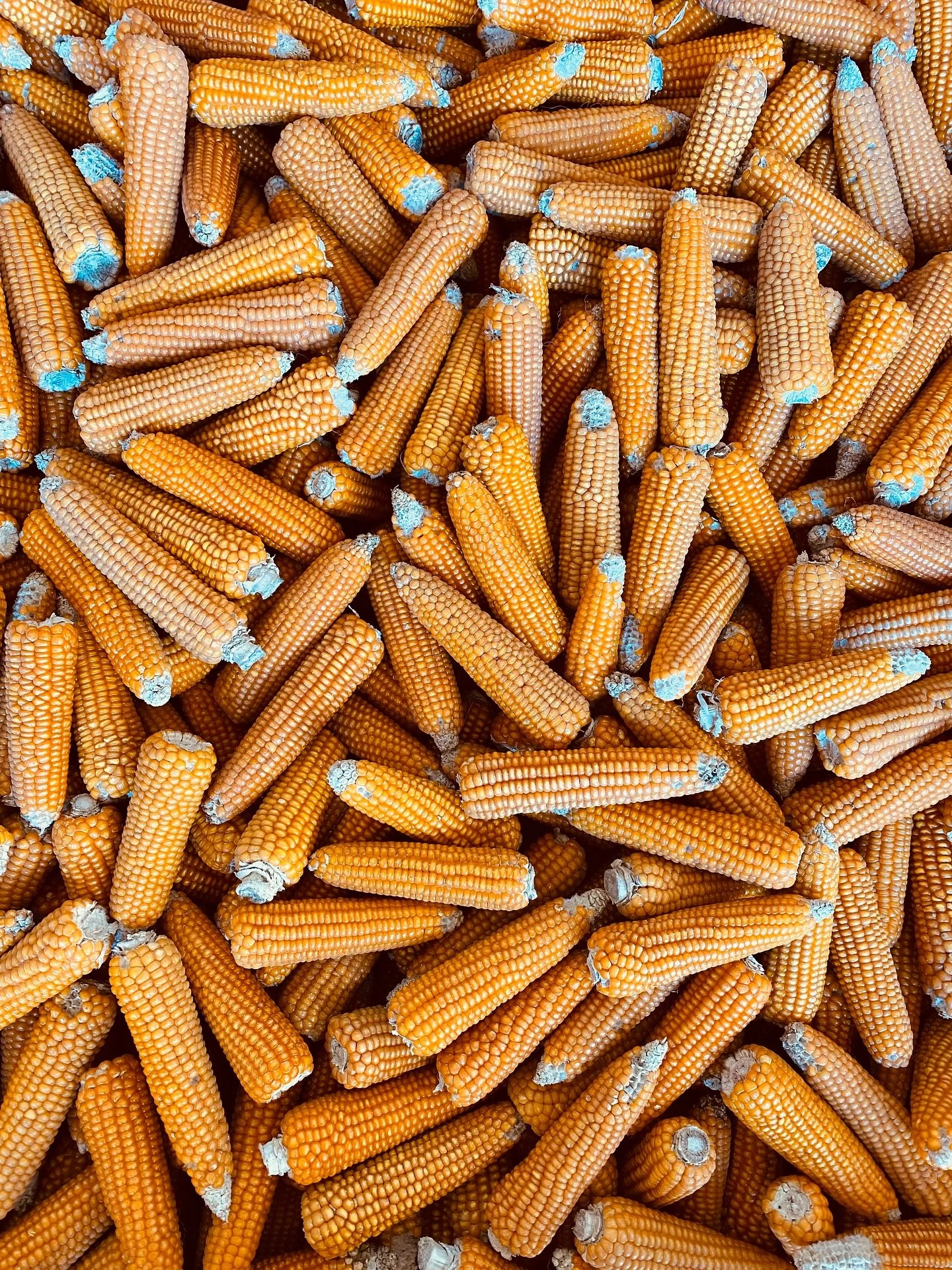 Sabato 1 novembre, ore 10.30 🌽
WeFood &egrave; il festival che celebra le eccellenze enogastronomiche dei territori permettendo alle aziende &ndash; le Fabbriche del Gusto &ndash; di raccontare al pubblico la propria storia e i propri valori e di fa