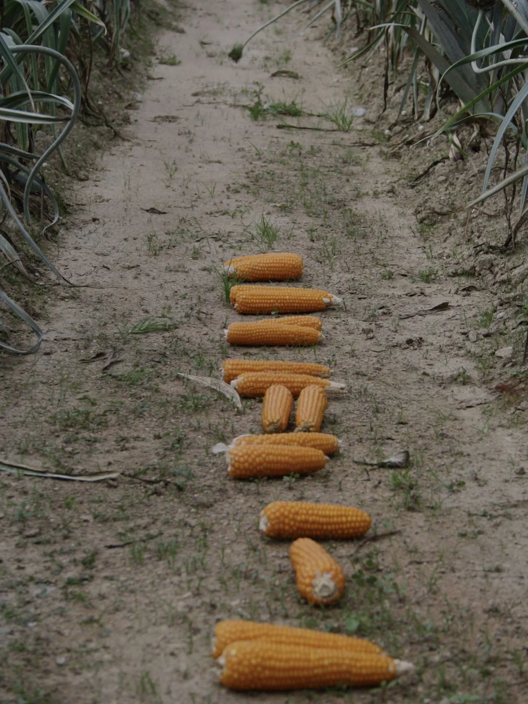 PIANURA EVENTO De Lazzari Ca de Memi.030.jpeg