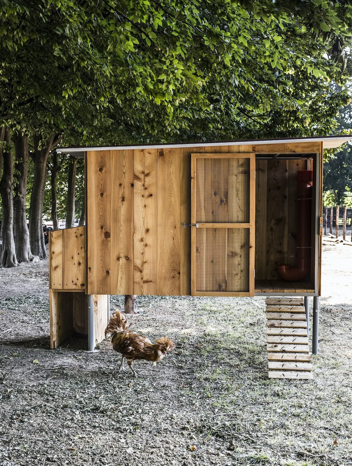 casetta_galline copy.jpg