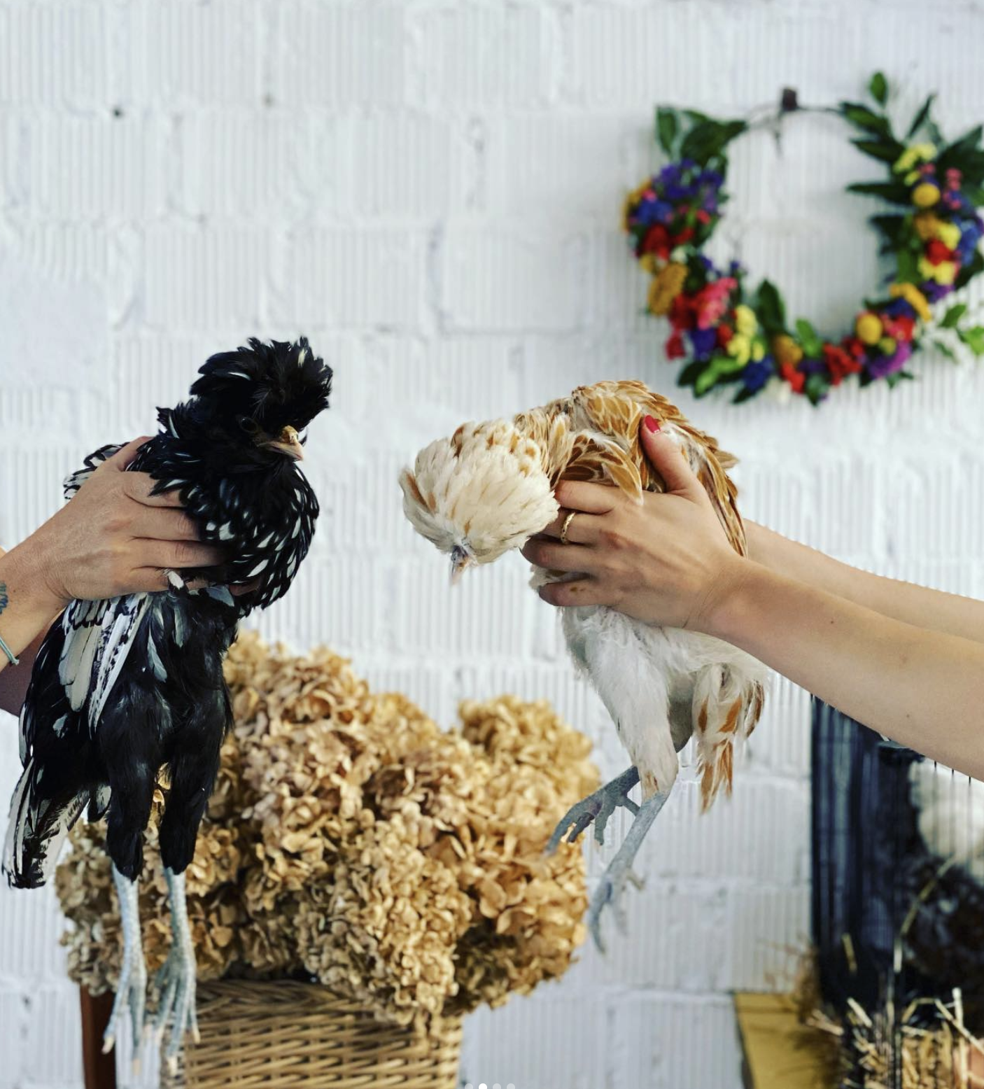 GallinaPadovana02.png