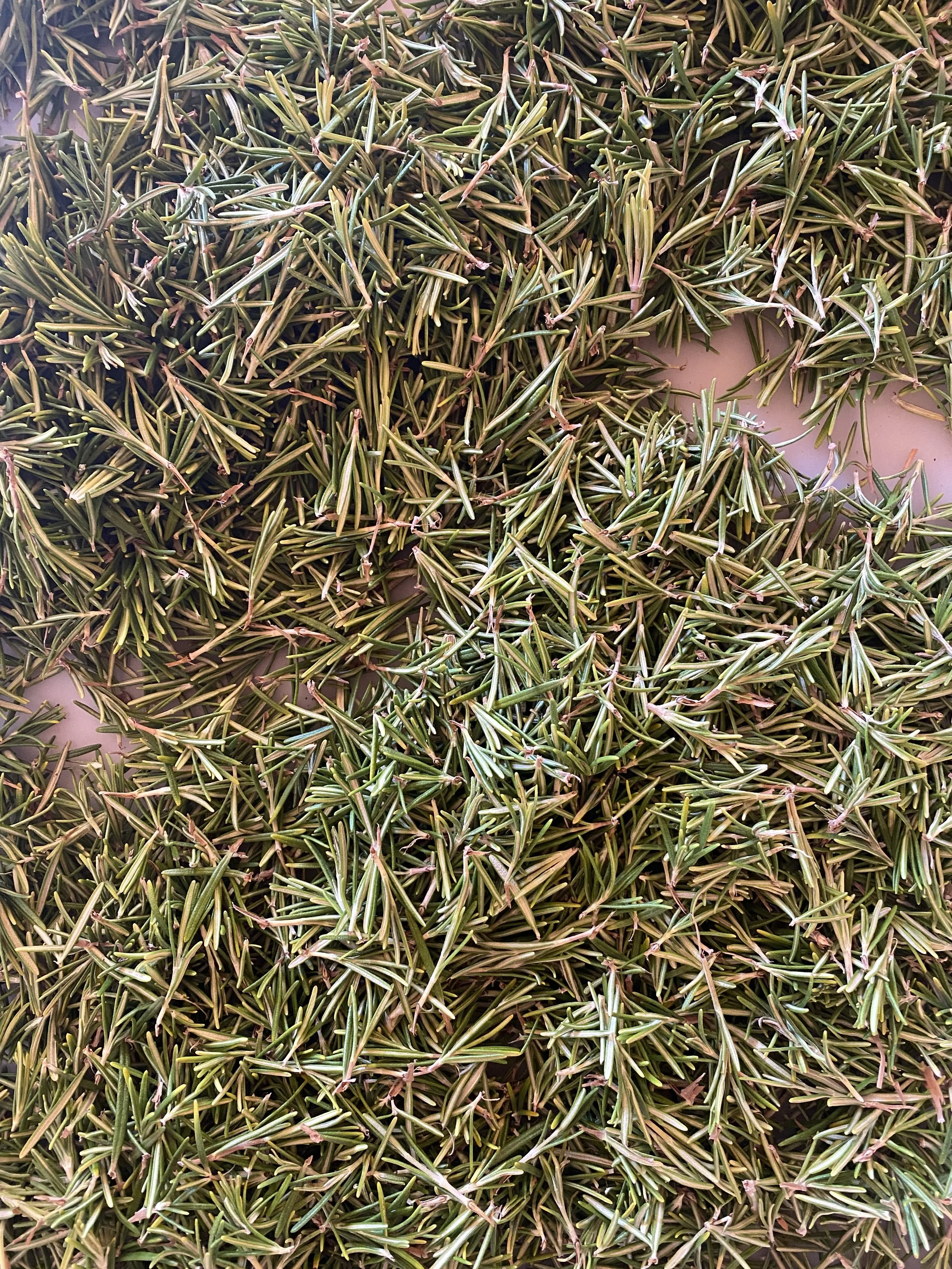 rosmarino_ca de memi.jpeg