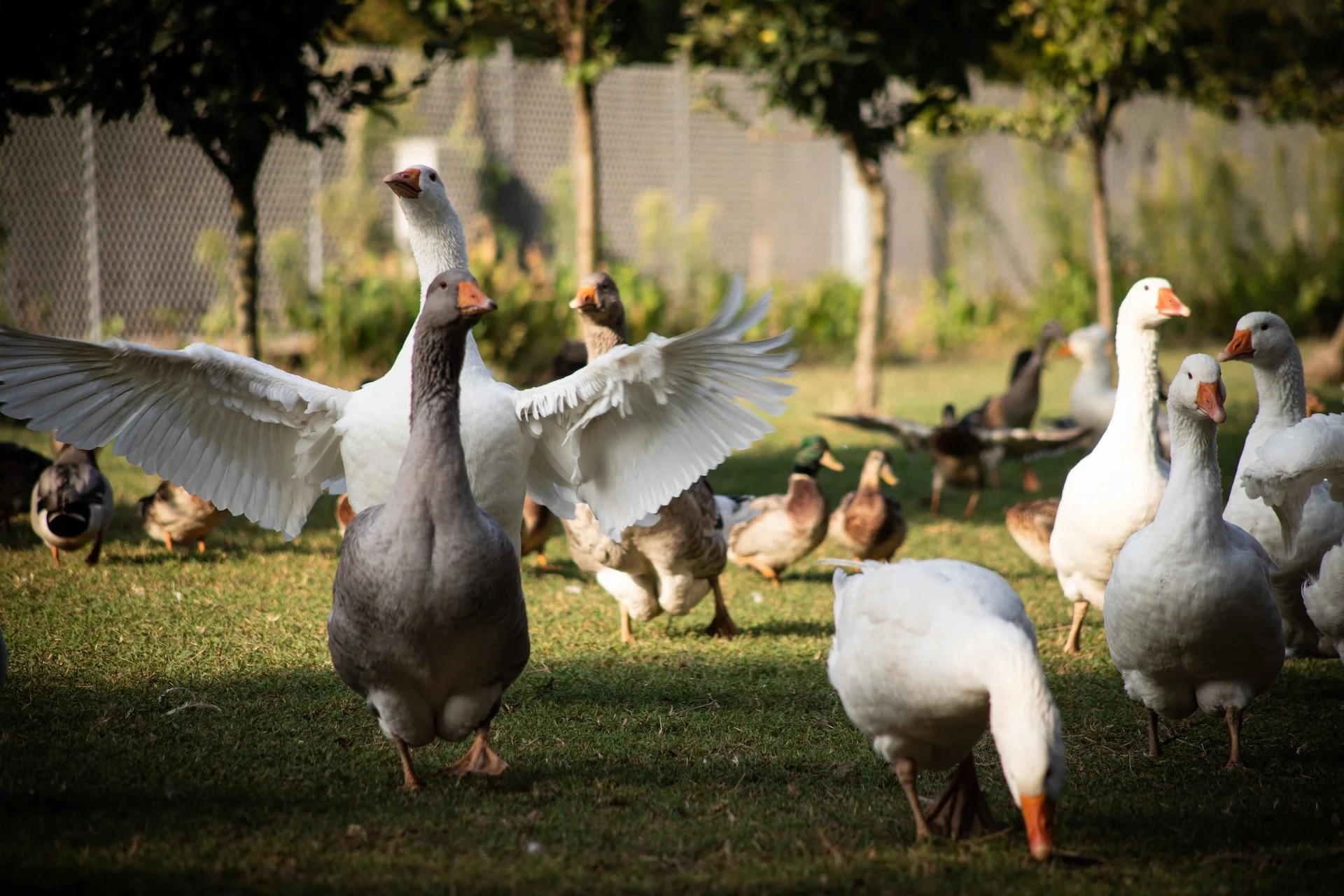 oche e animali di bassa corte a Ca' de Memi, azienda agricola con ristorante nel centro del Veneto.