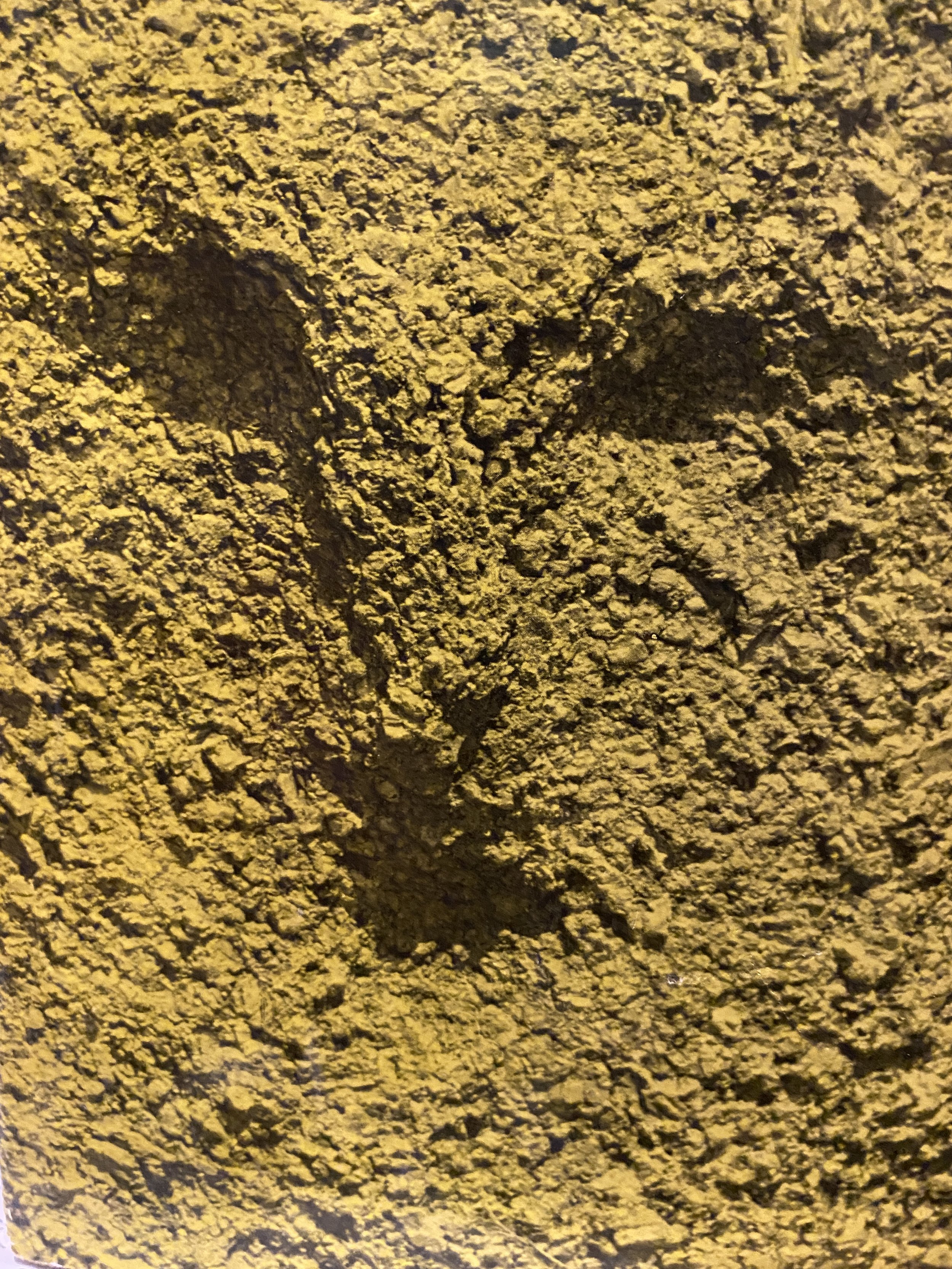 IMG_2014.jpeg