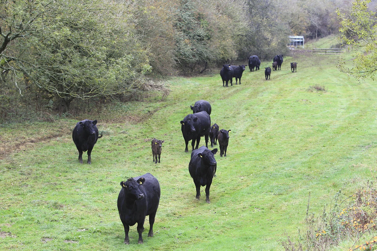 Wagyu Association Launch