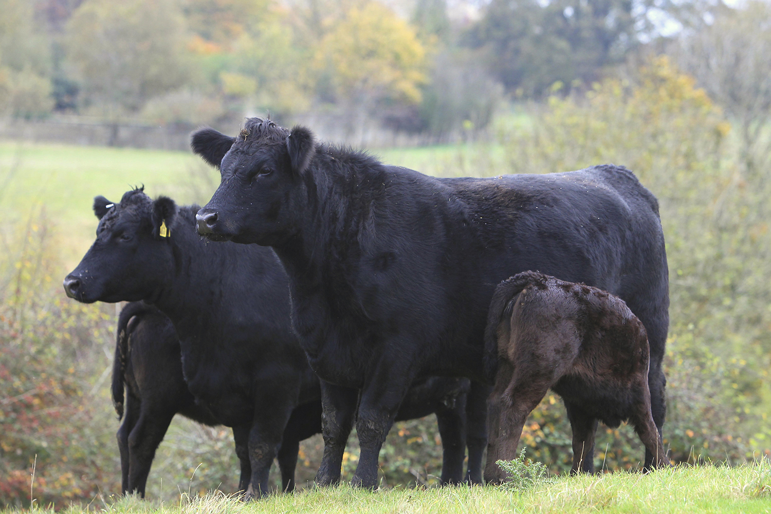 wagyu201111030100.jpg