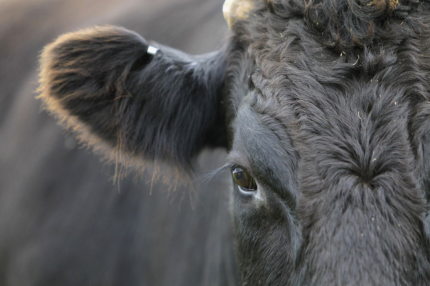 wagyu201111030150.jpg