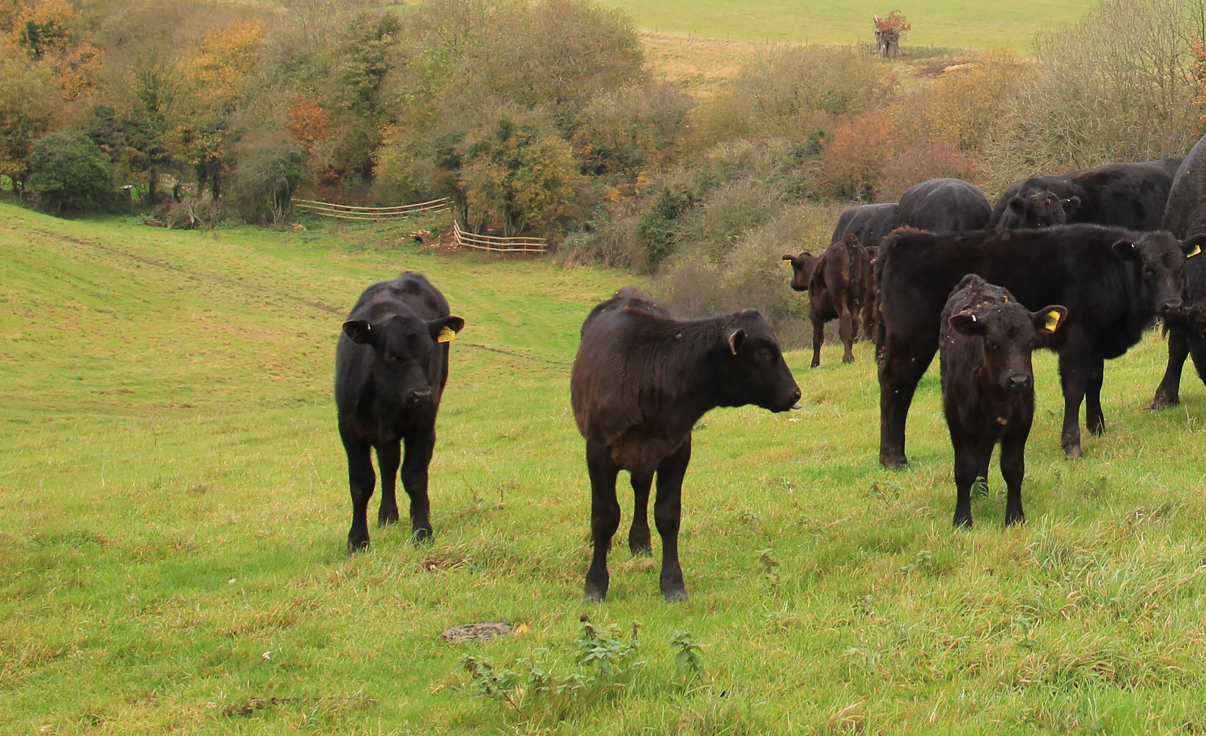 Wagyu Edited Image.png