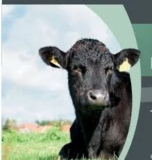 First Fullblood Wagyu Sale in Europe: European Wagyu Gala Muenster