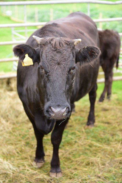 Wagyu at the Universal Cookery & Food Festival.jpg