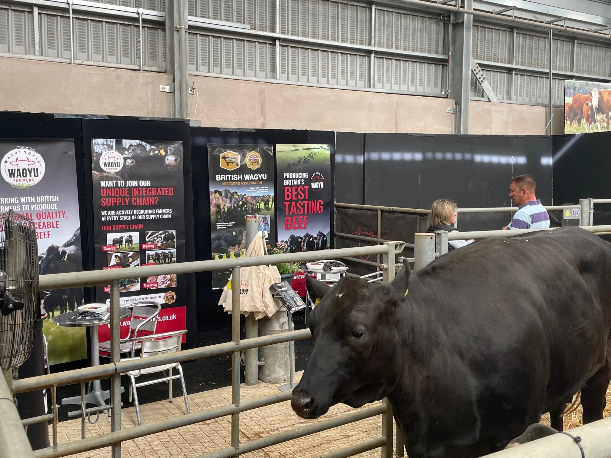 BRITISH WAGYU TO THE FORE AT BEEF EXPO