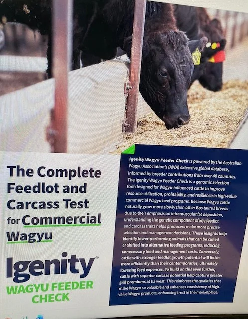 IGENITY WAGYU FEEDER CHECK