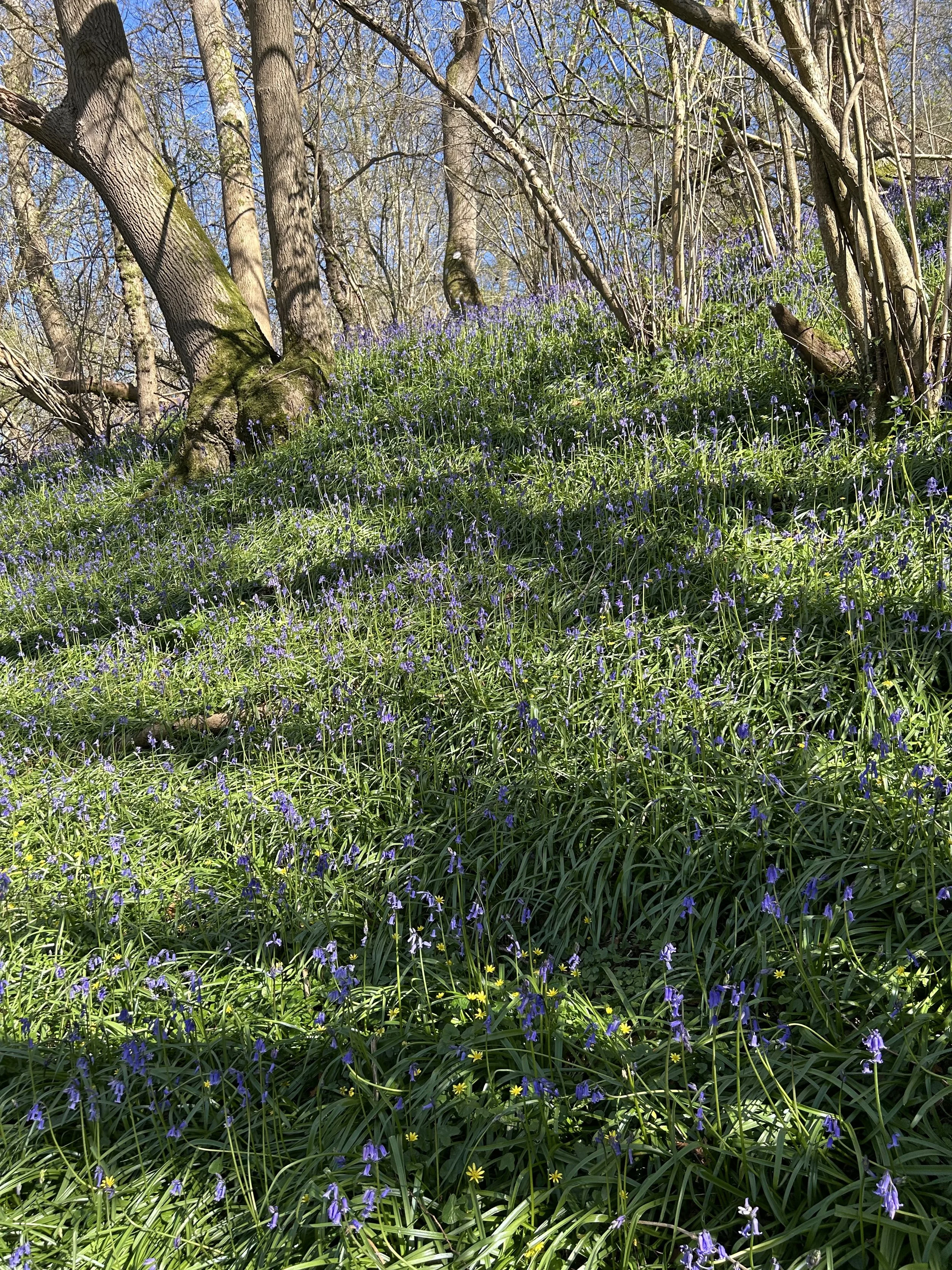 Bluebells on Wolstonbury Hill Sussex April 2026