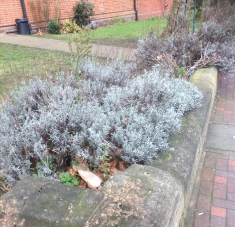 Lavender. On Lavender Hill