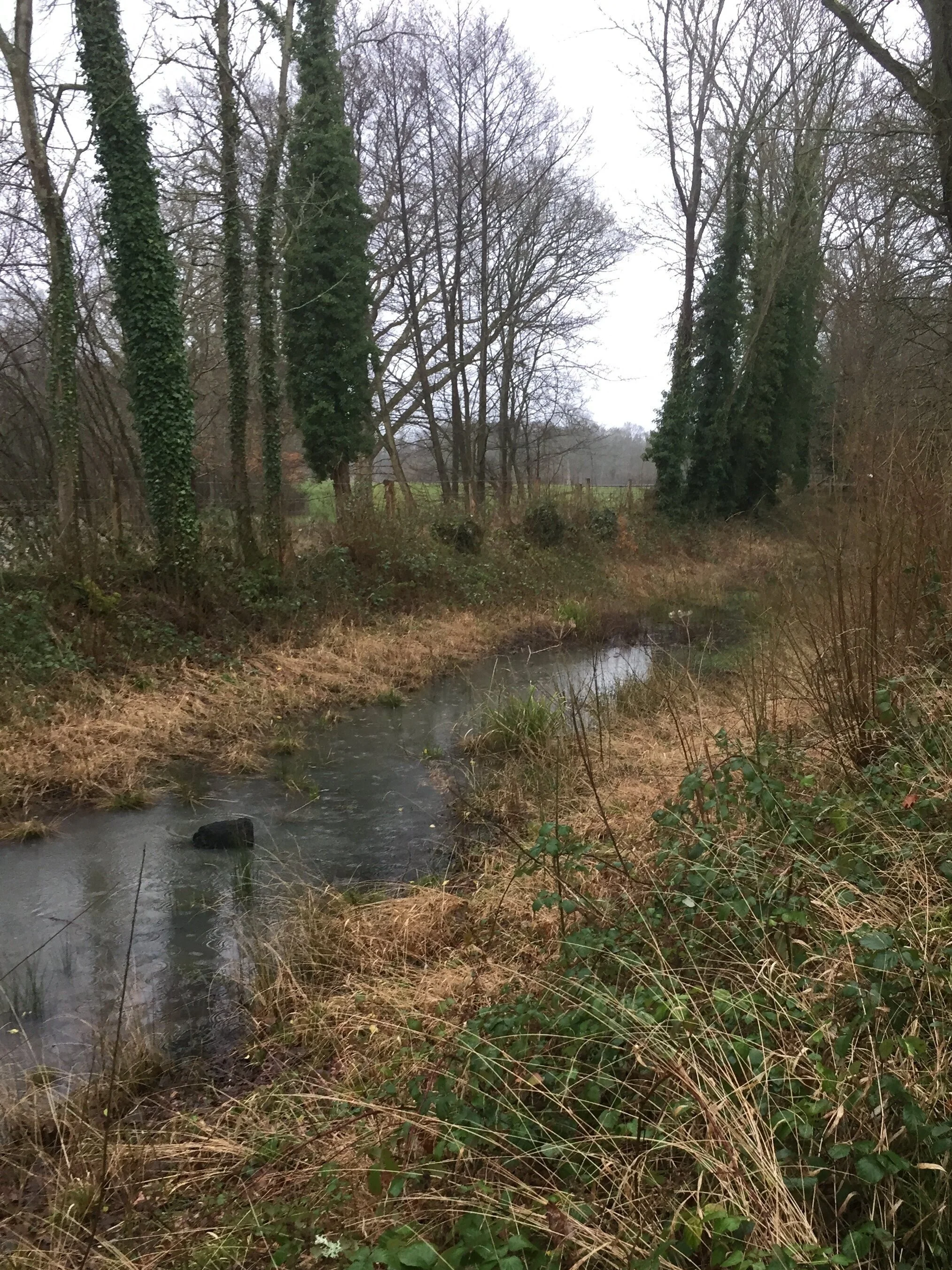 An unrestored part of the Wey and Arun canal