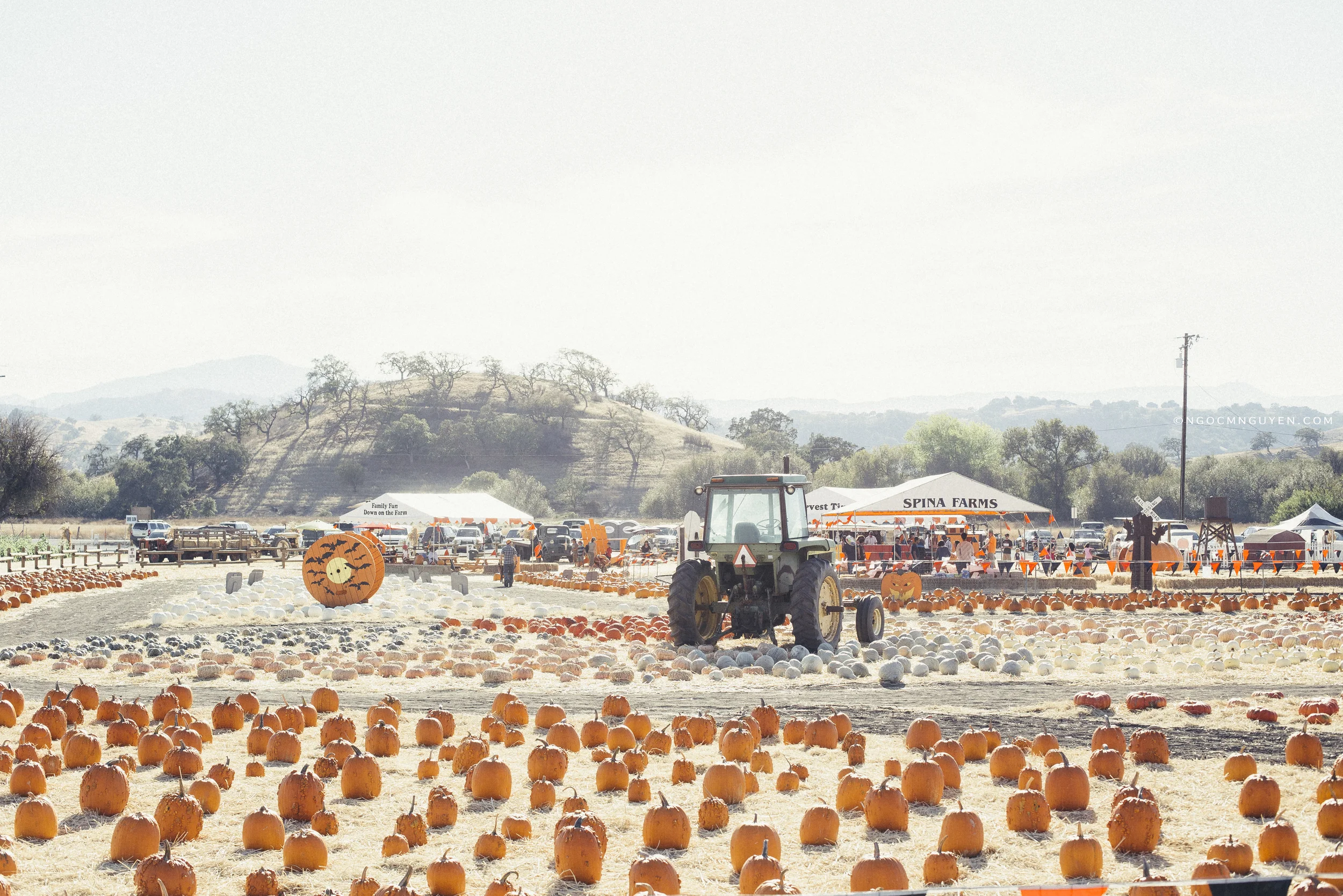 Pumpkin Patch at Spina Farms