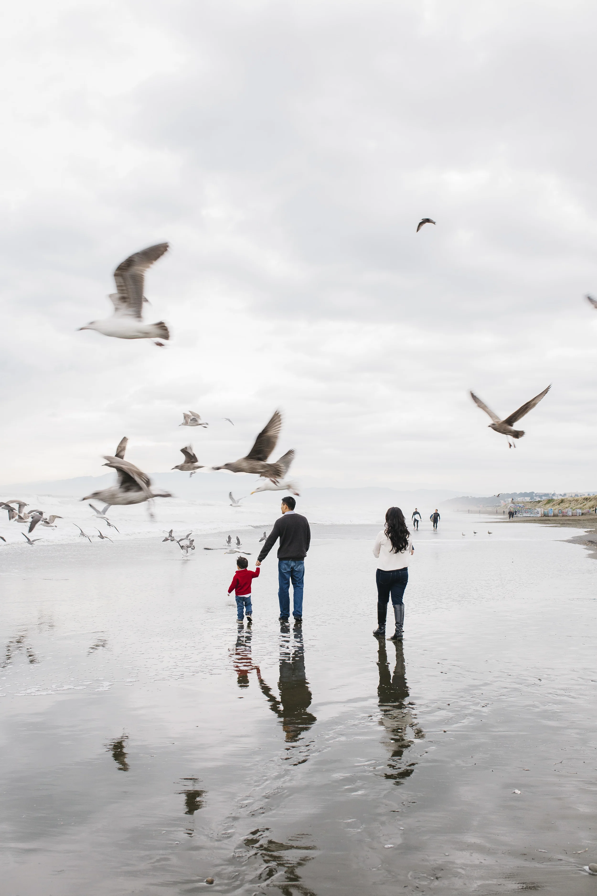 Invasion of the Seagulls