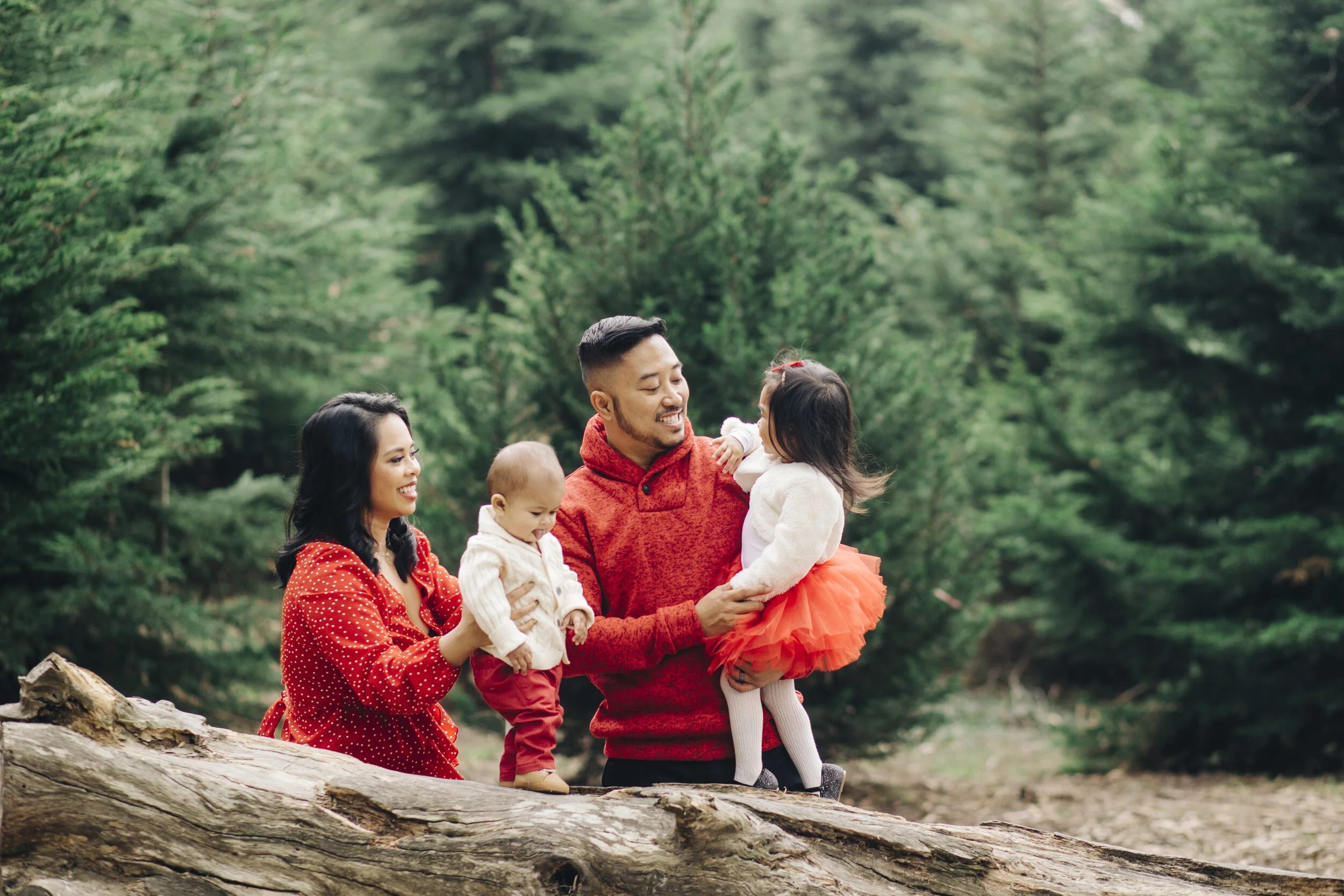 DIY Christmas Tree Farm
