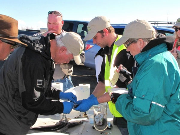 Weighing in fish