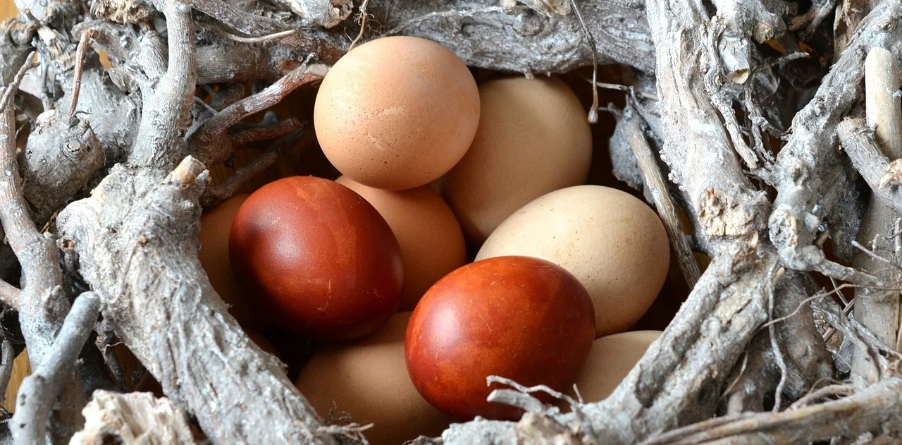 nest egg.jpg