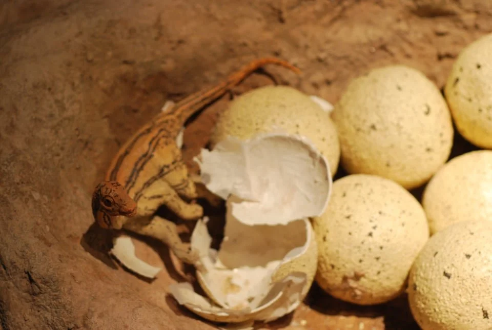 A model of a baby titanosaur and egg.