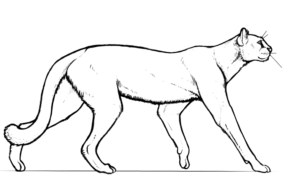 A line drawing of the fossil cat Miracinonyx, a cougar-like predator.