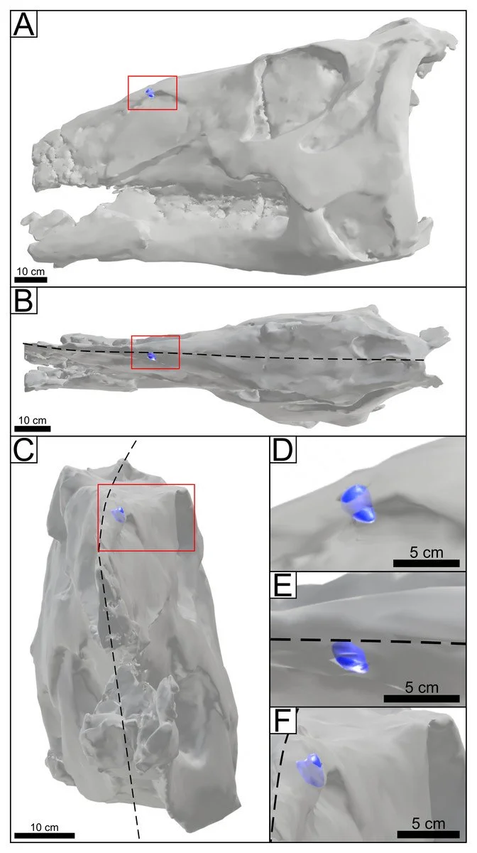 CT scans of an Edmontosaurus skull showing a tyrannosaur tooth embedded in it, in blue.