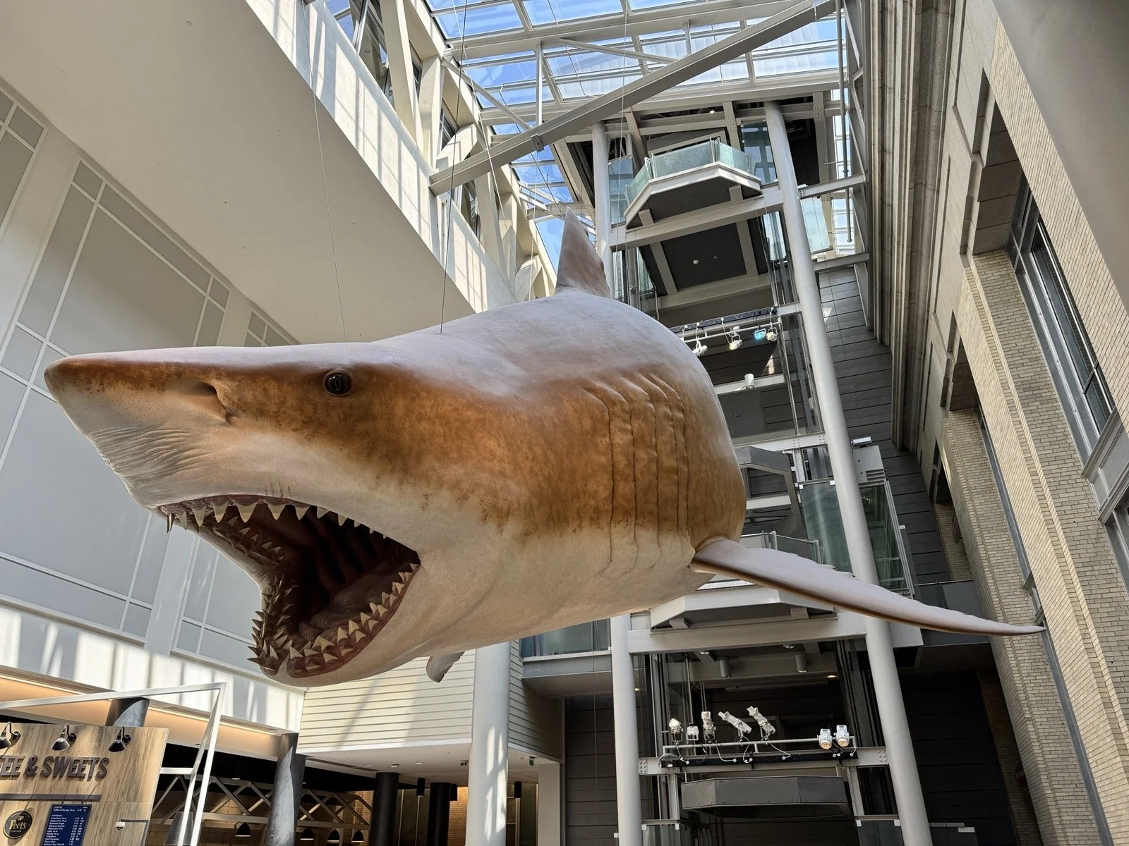 A life-stize model of a mako-like prehistoric shark, suspended in a hallway at the Smithsonian National Museum of Natural History.