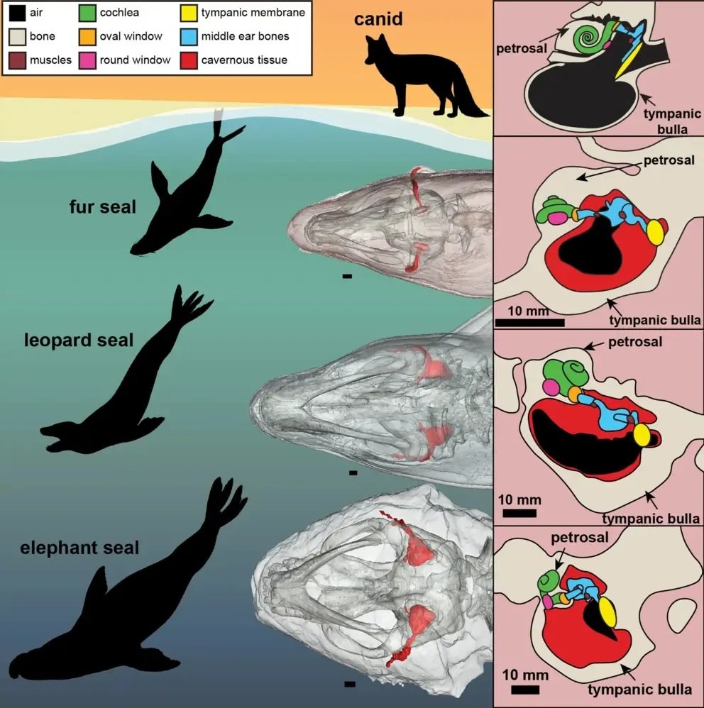 A scientific diagram with silohuettes of seals and a fox-like canid, CT scans of seal heads, and art of the inner ears of all four animals. In the seal diagrams, a middle, red passage of the ear is shown as inflated to help sound travel.