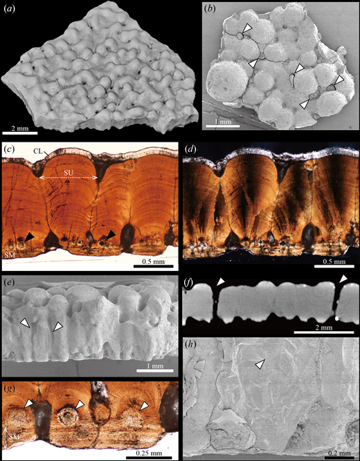 Images of sauropod eggshell, the pebbly surface and cone-line interior.