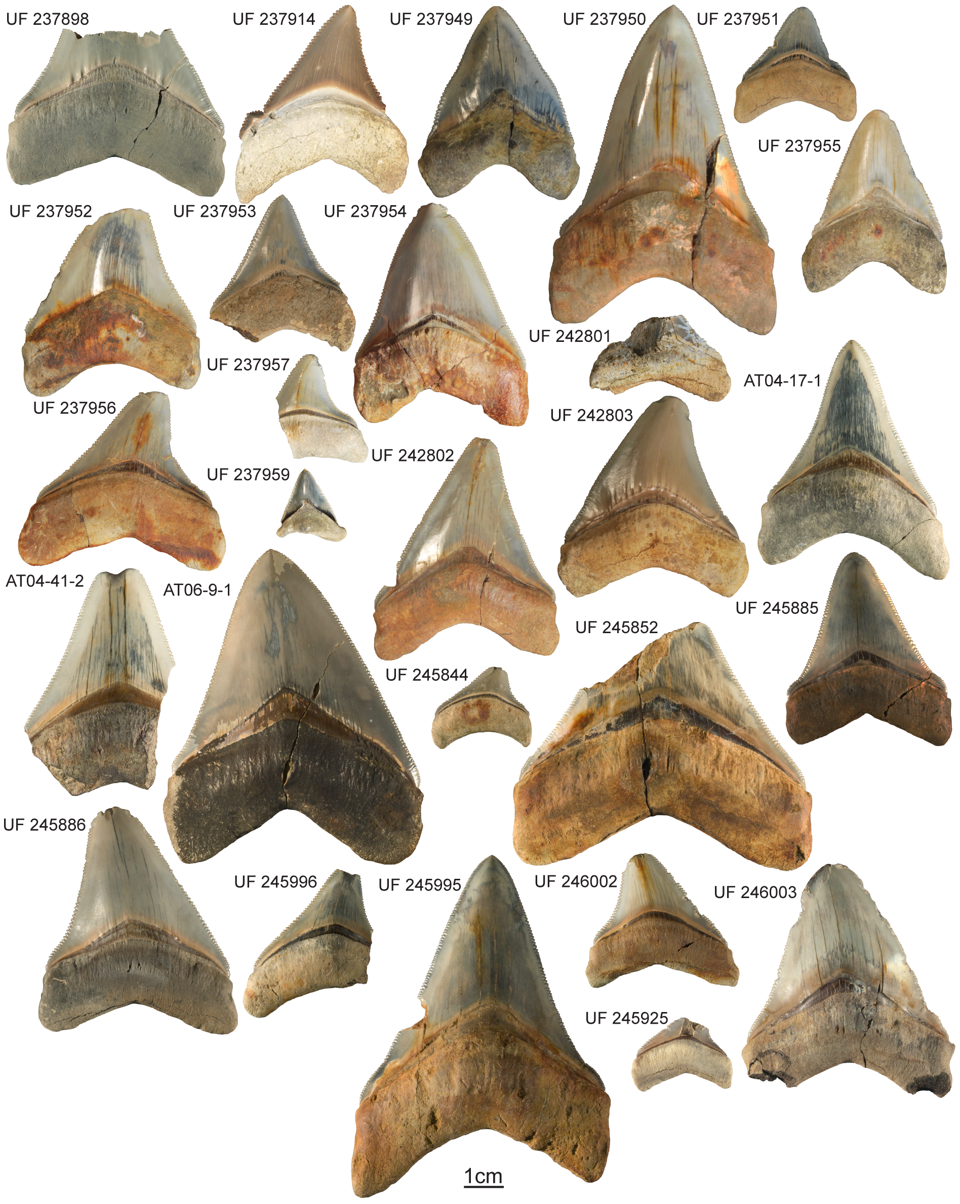 Various megalodon teeth of varying sizes and completeness.